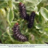 melitaea abbas turanchay larva4 after1